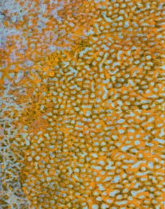 26-187 - Muuki Taylor OAM